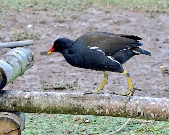 moorhen